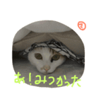 はなことさくら（個別スタンプ：2）