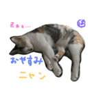 はなことさくら（個別スタンプ：3）