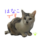 はなことさくら（個別スタンプ：5）