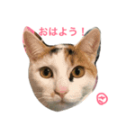 はなことさくら（個別スタンプ：13）