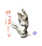 はなことさくら（個別スタンプ：14）
