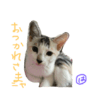 はなことさくら（個別スタンプ：15）