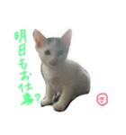はなことさくら（個別スタンプ：16）