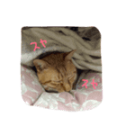 のんびりイエネコ（個別スタンプ：1）
