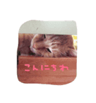 のんびりイエネコ（個別スタンプ：3）