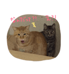 のんびりイエネコ（個別スタンプ：5）