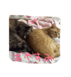 のんびりイエネコ（個別スタンプ：6）
