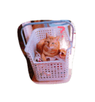 のんびりイエネコ（個別スタンプ：8）