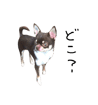チワワのしゅう（個別スタンプ：21）