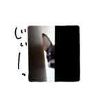 チワワのしゅう（個別スタンプ：23）