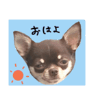 チワワのしゅう（個別スタンプ：27）