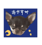 チワワのしゅう（個別スタンプ：28）