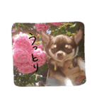 チワワのしゅう（個別スタンプ：30）