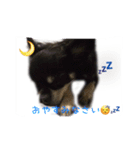 チロルちゃんスタンプ （チワワ）（個別スタンプ：3）