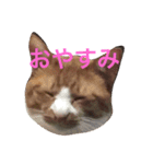 my cats gyouzatosyuumai（個別スタンプ：1）