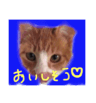 my cats gyouzatosyuumai（個別スタンプ：4）