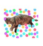 my cats gyouzatosyuumai（個別スタンプ：5）