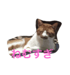 my cats gyouzatosyuumai（個別スタンプ：7）