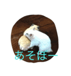 ハムスターの可愛いスタンプ（個別スタンプ：1）