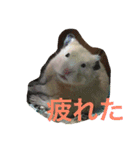 ハムスターの可愛いスタンプ（個別スタンプ：3）