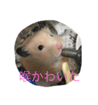 ハムスターの可愛いスタンプ（個別スタンプ：7）