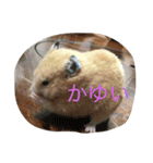 ハムスターの可愛いスタンプ（個別スタンプ：8）