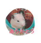 ハムスターの可愛いスタンプ（個別スタンプ：9）