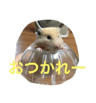 ハムスターの可愛いスタンプ（個別スタンプ：12）