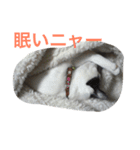 イタチとネコ（個別スタンプ：1）