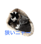 イタチとネコ（個別スタンプ：2）