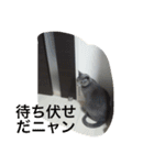 イタチとネコ（個別スタンプ：3）