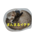 イタチとネコ（個別スタンプ：5）