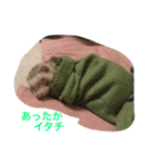 イタチとネコ（個別スタンプ：6）