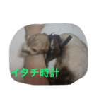 イタチとネコ（個別スタンプ：8）