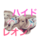 ハイドとレオン（個別スタンプ：1）