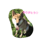 アニマルたち（個別スタンプ：1）