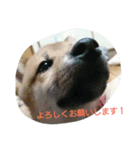 アニマルたち（個別スタンプ：4）