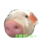アニマルたち（個別スタンプ：12）