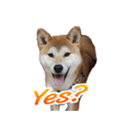 Shiba Inu Forte (English Version)（個別スタンプ：1）
