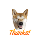 Shiba Inu Forte (English Version)（個別スタンプ：2）