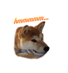 Shiba Inu Forte (English Version)（個別スタンプ：4）