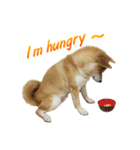 Shiba Inu Forte (English Version)（個別スタンプ：6）