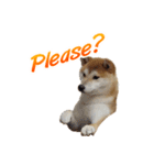 Shiba Inu Forte (English Version)（個別スタンプ：8）