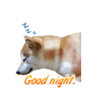 Shiba Inu Forte (English Version)（個別スタンプ：9）