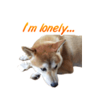 Shiba Inu Forte (English Version)（個別スタンプ：10）