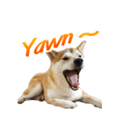 Shiba Inu Forte (English Version)（個別スタンプ：11）