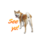 Shiba Inu Forte (English Version)（個別スタンプ：12）