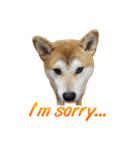 Shiba Inu Forte (English Version)（個別スタンプ：13）