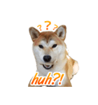 Shiba Inu Forte (English Version)（個別スタンプ：14）