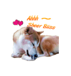 Shiba Inu Forte (English Version)（個別スタンプ：15）